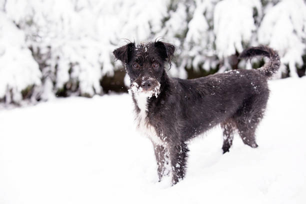 Winter dog in the snow