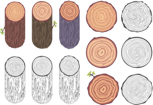 baum ringe sägeschnitt baumstamm fass rinde natürliche dekorative design elemente set vektor-illustration - tree ring stock-grafiken, -clipart, -cartoons und -symbole
