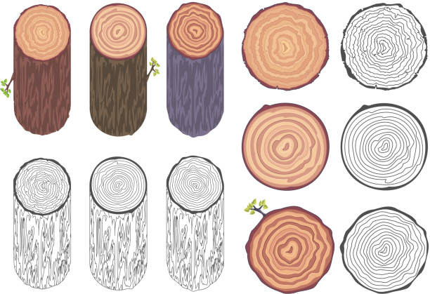 ilustrações de stock, clip art, desenhos animados e ícones de tree rings saw cut tree trunk barrel bark natural decorative design elements set vector illustration - bark tree cross section wood