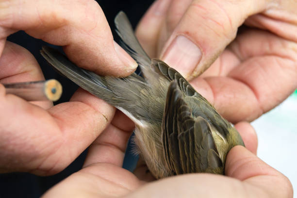istock Black Cap, establishing age, BTO British Trust for Ornithology 872441810