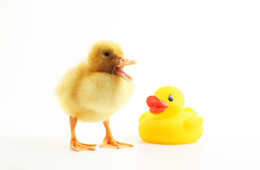 Cute  little duck with the rubber duck isolated on white background