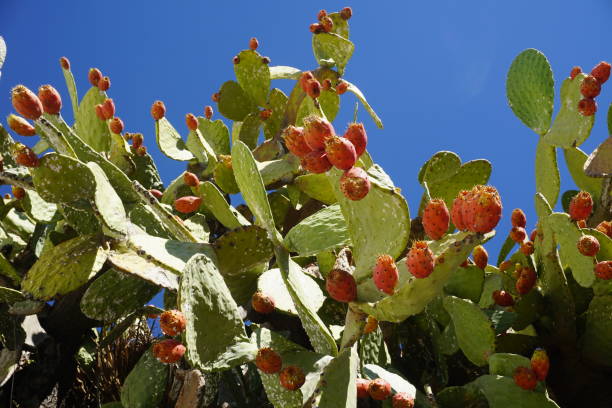 istock Cactus with fruits flowers with blue sky 872442644