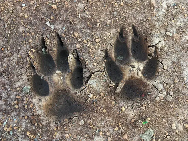 The footprints of a big dog in dried mud. Shot with an iPhone.