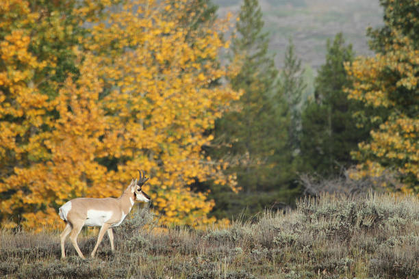 istock Pronghorn in Western US 872449080