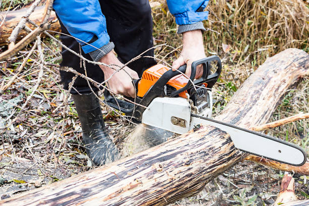 istock Man Saws petrol saw tree trunk 872453500