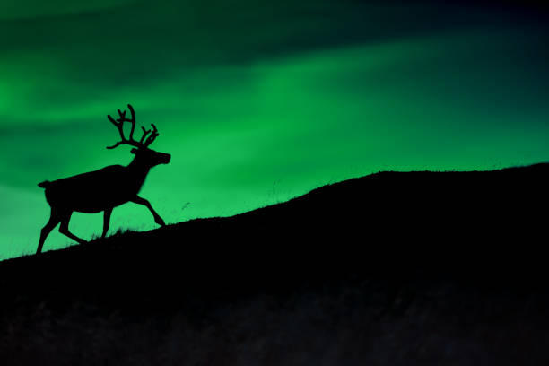 ボレアリス輝く夜を背景に鹿のシルエット - aurora borealis aurora polaris lapland finland ストックフォトと画像