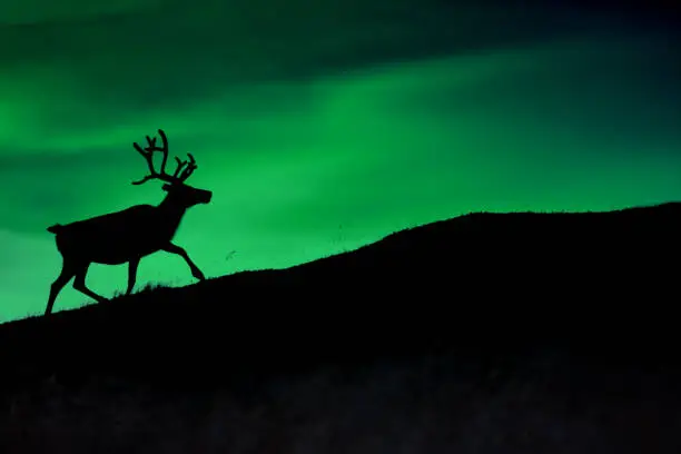 Photo of Silhouette of a deer against a background of Borealis shining at night