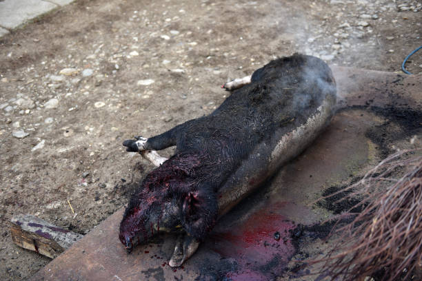 убитая свинья. сожженная свинья, приготовленная для традиционного разделки - 16204 стоковые фото и изображения