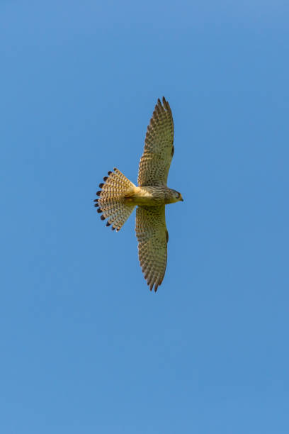 istock female common kestrel (falco tinnunculus) in flight blue sky 872483058