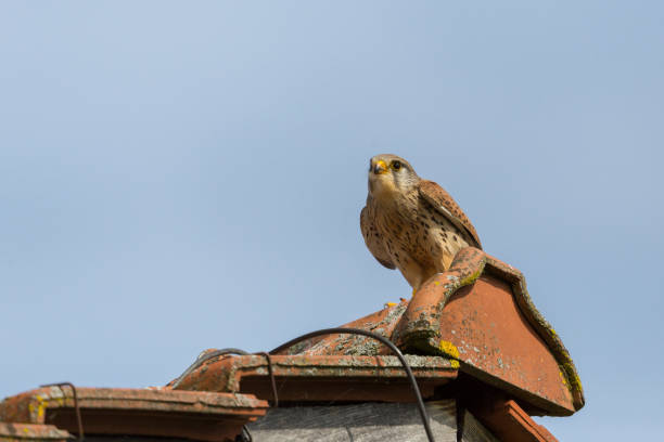 istock common kestrel (falco tinnunculus) bird sitting on roof 872483380