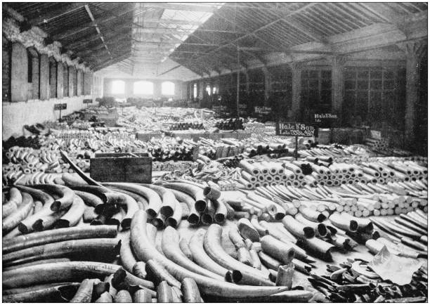 Antique photograph of London: Docks - Ivory warehouse Antique photograph of London: Docks - Ivory warehouse tusk stock illustrations