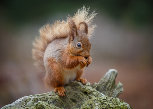 Red squirrel feeding on fallen tree in Northumberland, England