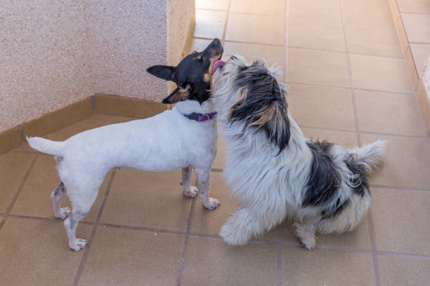 istock Cheerful, playful dogs 872484560