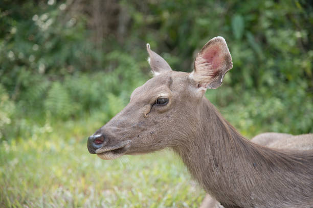 istock head of brow-antlered deer 872486874