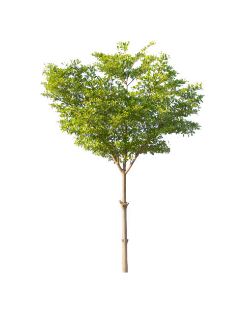 나무 격리됨에 하얀 배경에서 - oak tree treelined tree single object 뉴스 사진 이미지