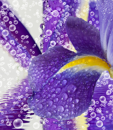 Image of beautiful flowers closeup