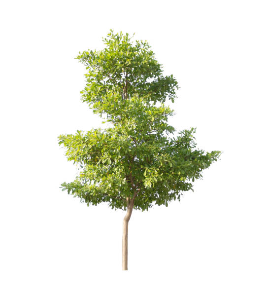 дерево изолировано на белом фоне - oak tree treelined tree single object стоковые фото и изображения