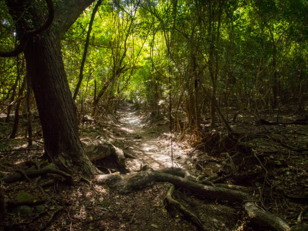 Reef Bay Trail, St. John, U.S. Virgin Islands National Park
