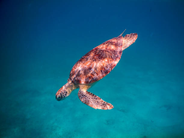 istock Sea Turtle Swimming Under Water 872490462