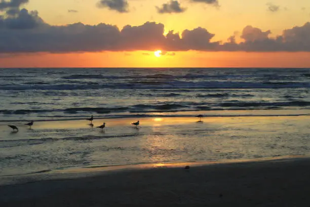 Seagulls with a Gulf Coast Sunrise behing them on a Texas Beach