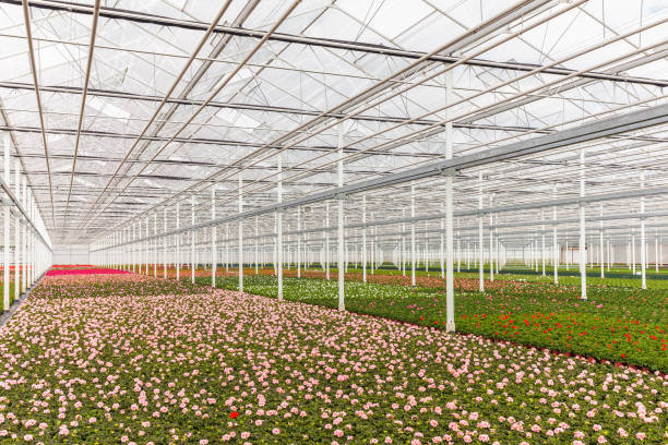istock Blooming geranium plants in a greenhouse 872494798