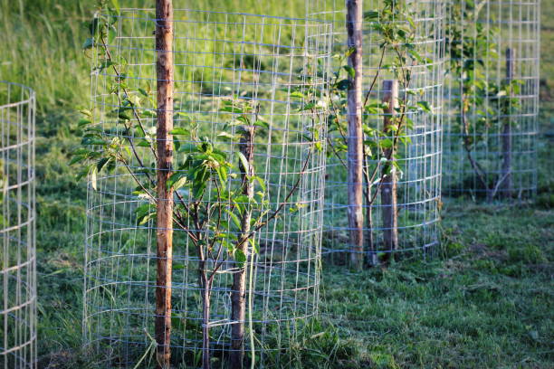 istock Metal guard mesh protection for animal damaged tree bark 872494964