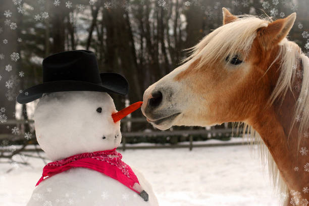 ngựa haflinger đánh cắp mũi cà rốt của người tuyết - making a snowman bức ảnh hình ảnh sẵn có, bức ảnh & hình ảnh trả phí bản quyền một lần