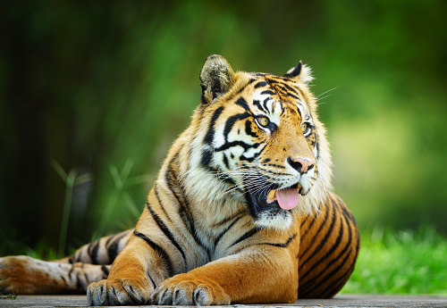 Tiger Stock Photo - Download Image Now - Animal, Animal Body Part, Animal  Hair - iStock