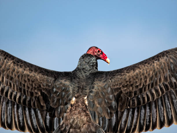 istock Black Vulture Wings and Head 872496952