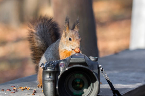 Camera Squirrel 2,200+ Garden Wildlife Camera Stock Photos, Pictures & Royalty-Free ...