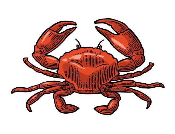 흰색 배경에 고립 된 게입니다. - computer icon symbol sea life prepared crab stock illustrations