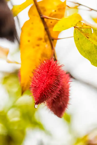 Pod of Achiote or Lipstick tree plant (Bixa orellana) against green background. Nicaragua