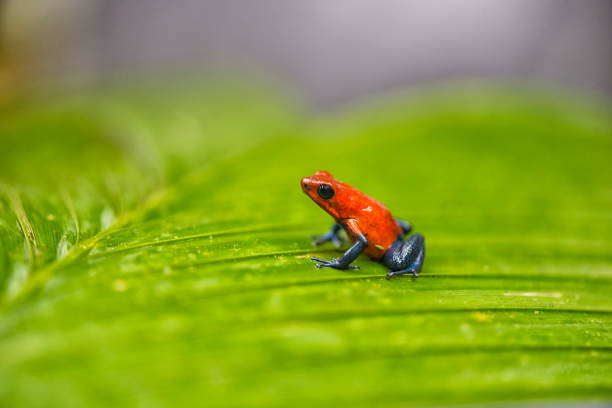 Blue jeans frog Close-up of Blue jeans frog sitting on large green leaf. Side view. Nicaragua poison arrow frog photos stock pictures, royalty-free photos & images