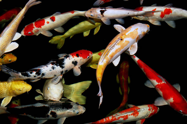 istock Koi carp swimming in pond, aerial view. 872507486