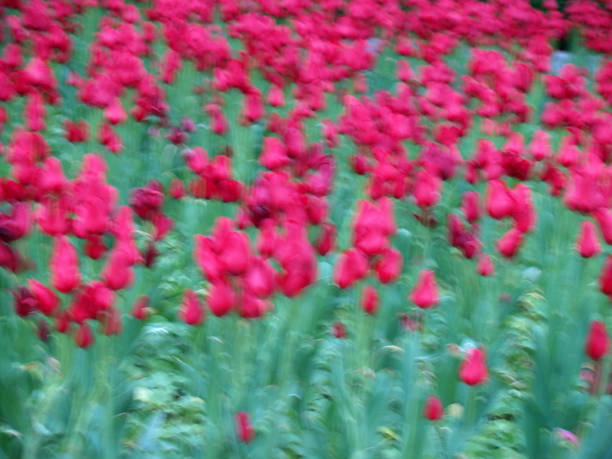 Blurred photo of tulips stock photo