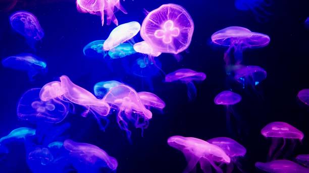 istock Gelly fishes 872508360