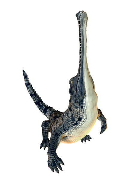 3D rendering gharial on white 3D rendering of a gharial or Gavialis gangeticus, or gavial, or fish-eating crocodile isolated on white background gavial stock pictures, royalty-free photos & images