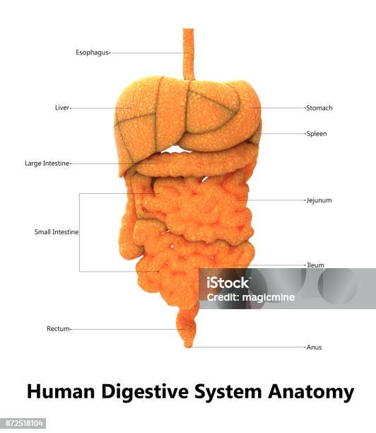 Human Digestive System Anatomy Stock Photo - Download Image Now - Abdomen, Abstract, Anatomy