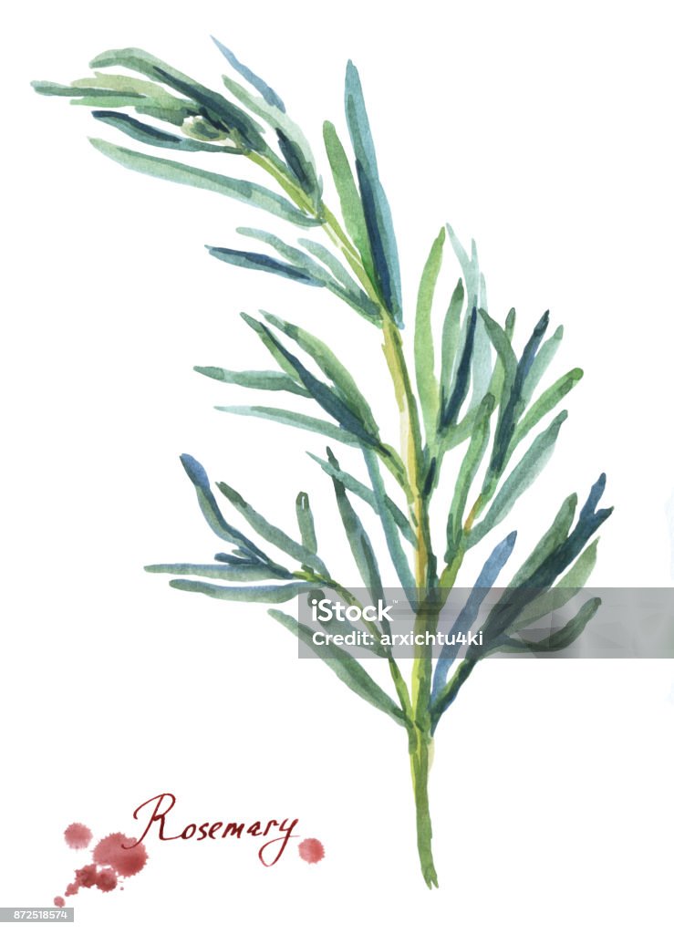 Rosemary. Hand drawn watercolor painting on white background. Rosemary stock illustration