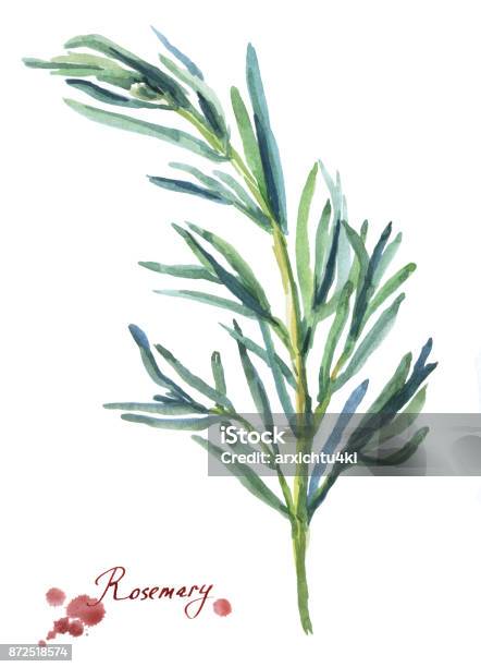 Rosemary Hand Drawn Watercolor Painting On White Background Stock Illustration - Download Image Now