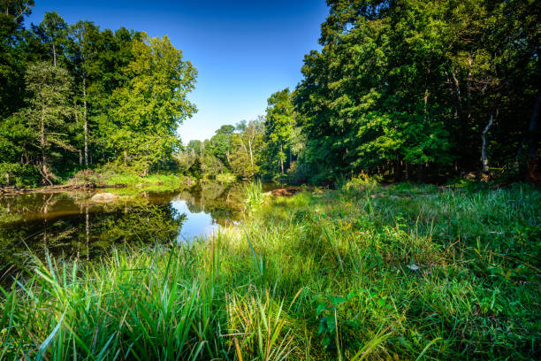 Early summer morning at Eno River An image of the west point of Eno River in Durham of North Carolina, captured early morning during summer season. This is a beautiful natural park for hiking and wildlife watching, located just few miles from Duke University. eno river stock pictures, royalty-free photos & images