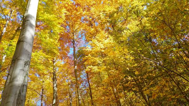 istock Beautiful colors in the autumn forest 872523138