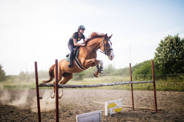 junge weibliche jockey auf pferd springt über hürde - action dog outdoors animal trainer stock-fotos und bilder