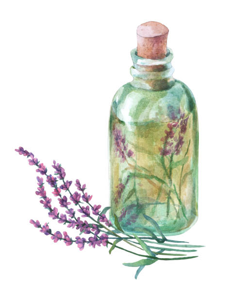 라벤더의 꽃다발입니다. 유리 병에 필수적인 라벤더 꽃잎입니다. 수채화 손 그림 일러스트에 흰색 배경 분리. - lavender dried plant lavender coloured bunch stock illustrations