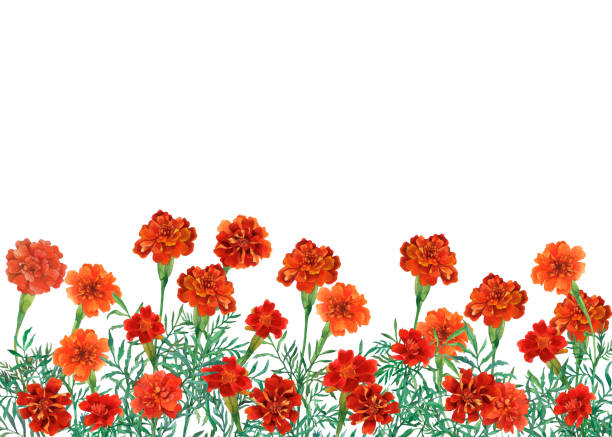 30+ Sweet William Drawing Illustrations - iStock