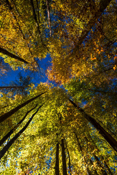istock Seven Lakes at Bolu in Turkey 872527520