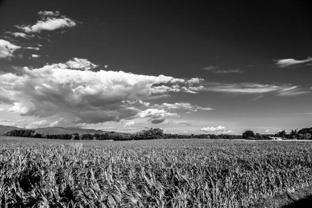 istock Summer day in the italian countryside 872527644