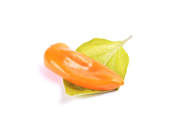 istock Orange ball pepper on leave 872537516