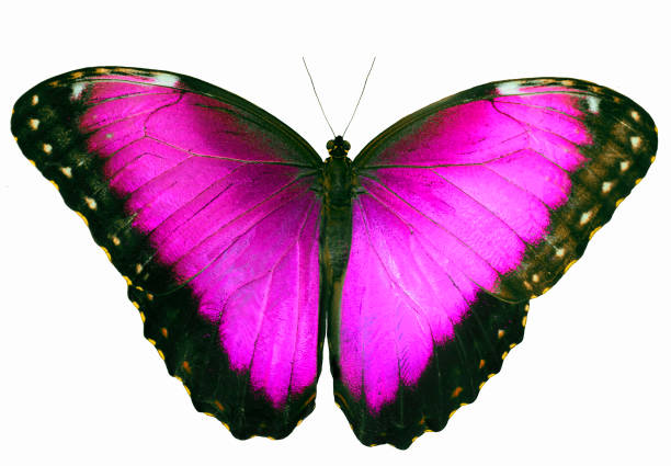 istock Magenta colored butterfly isolated on white background with spread wings 872538252