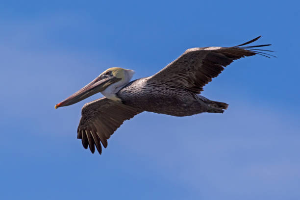 istock Bird large brown pelican flying overhead 872538268